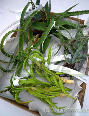 Aloe Stecklinge zum Verkauf