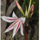 Crinum scabrum