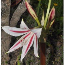 Crinum scabrum