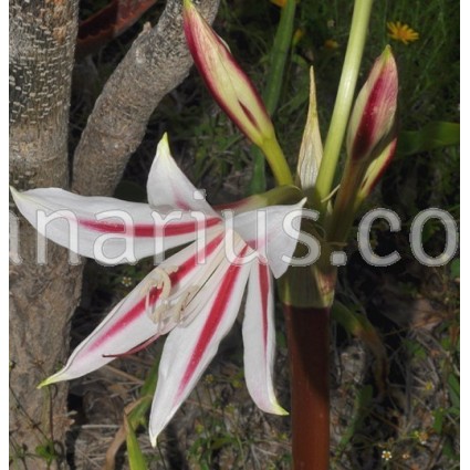 Crinum scabrum