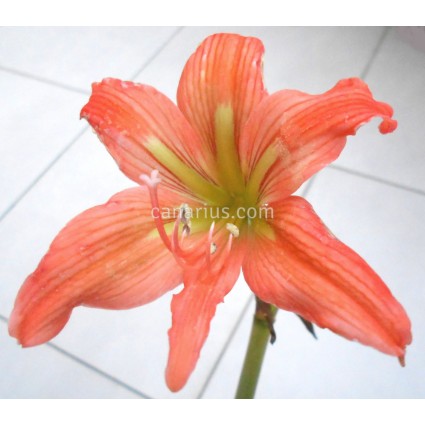 Hippeastrum blossfeldiae