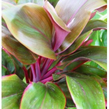 Cordyline fruticosa 'Maui Silver'