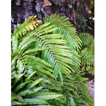 Stenochlaena tenuifolia 