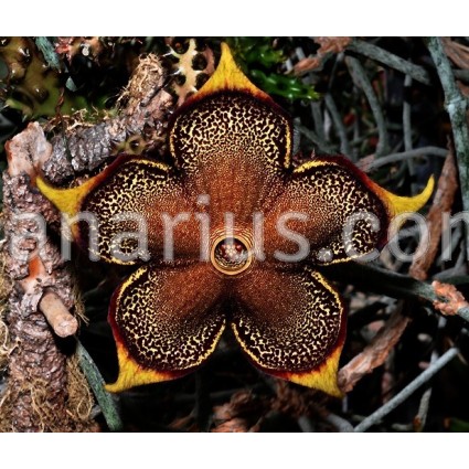 Edithcolea grandis