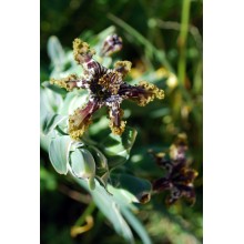 Ferraria crispa