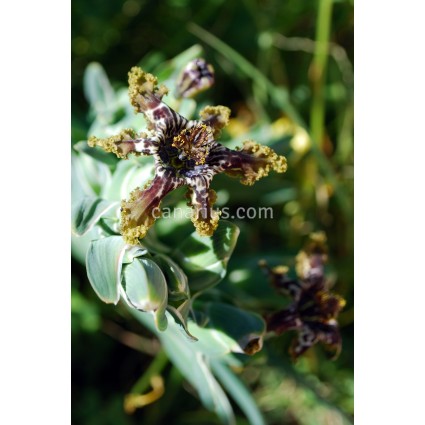 Ferraria crispa