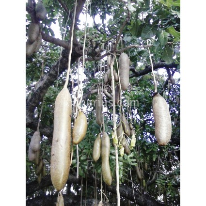5 graines - Kigelia africana pinnata - Saugage arbre