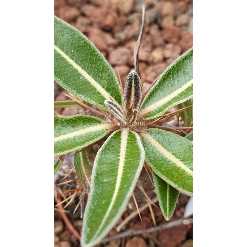 Buy Pachypodium rosulatum var. gracilius - 3 years branched with