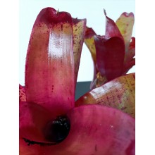 Neoregelia oligantha