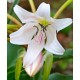 Crinum macowanii