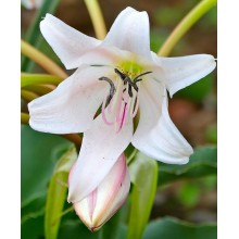 Crinum macowanii