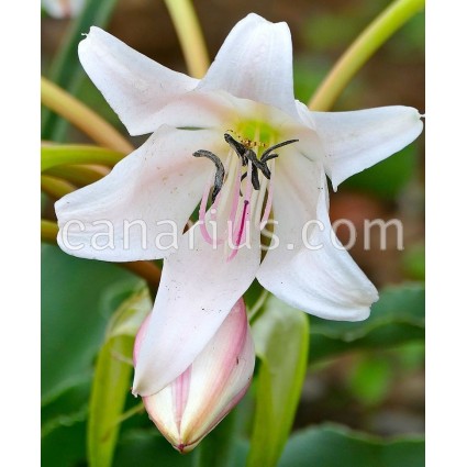 Crinum macowanii