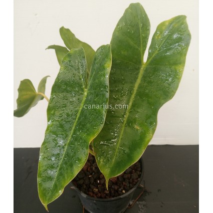 Philodendron 'Burle Marx'