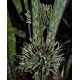 Sansevieria forskaliana  Yemen