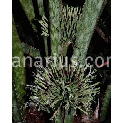 Sansevieria forskaliana  Yemen