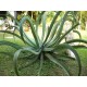 Agave vilmoriniana