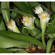 Haemanthus pauculifolius