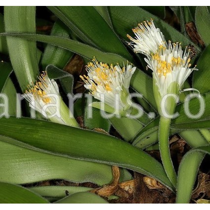 Haemanthus pauculifolius