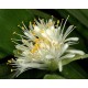 Haemanthus pauculifolius