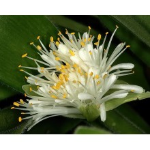 Haemanthus pauculifolius