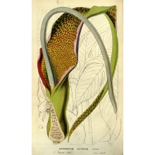 Sauromatum venosum - Voodoo Lily