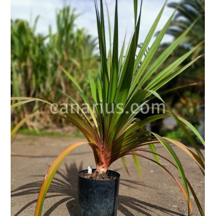 Pandanus utilis Large