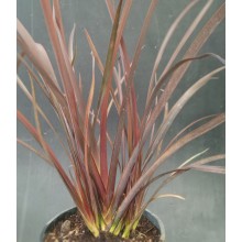 Phormium 'Amazin red'