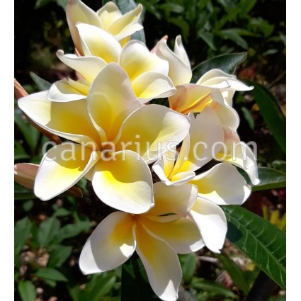 Plumeria 'Emperor'