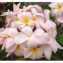 Plumeria Daisy Wilcox