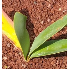 Brunsvigia Grandiflora 'Hogs Back'