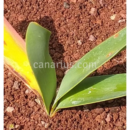 Brunsvigia Grandiflora 'Hogs Back'