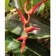 Heliconia pendula