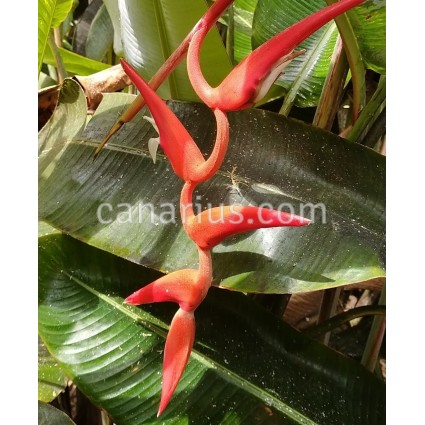 Heliconia pendula