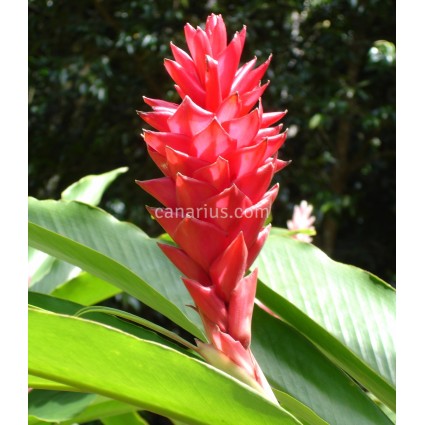 Alpinia purpurata 'Pink'