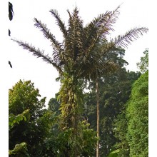 Arenga pinnata