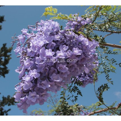  Jacaranda mimosifolia 