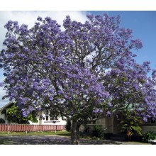  Jacaranda mimosifolia 