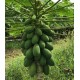 Carica papaya 'Intenzza'