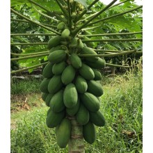 Carica papaya 'Intenzza'