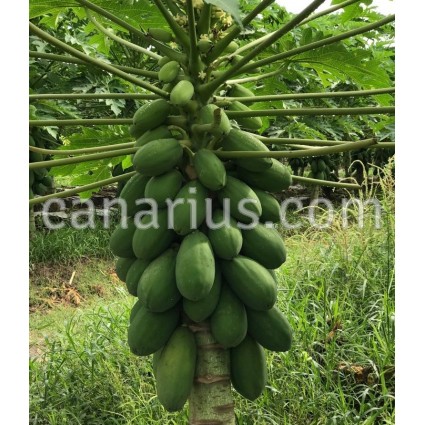 Carica papaya 'Intenzza'