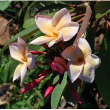 Plumeria 'Tpp'