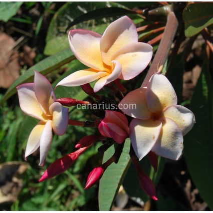 Plumeria 'Tpp'