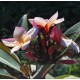 Plumeria 'Tpp'