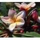 Plumeria 'Tpp'