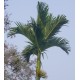 Areca catechu