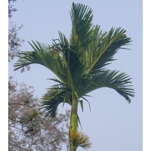 Areca catechu