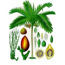 Areca catechu