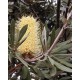 Banksia integrifolia 