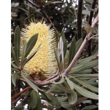 Banksia integrifolia 