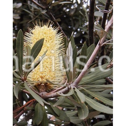 Banksia integrifolia 